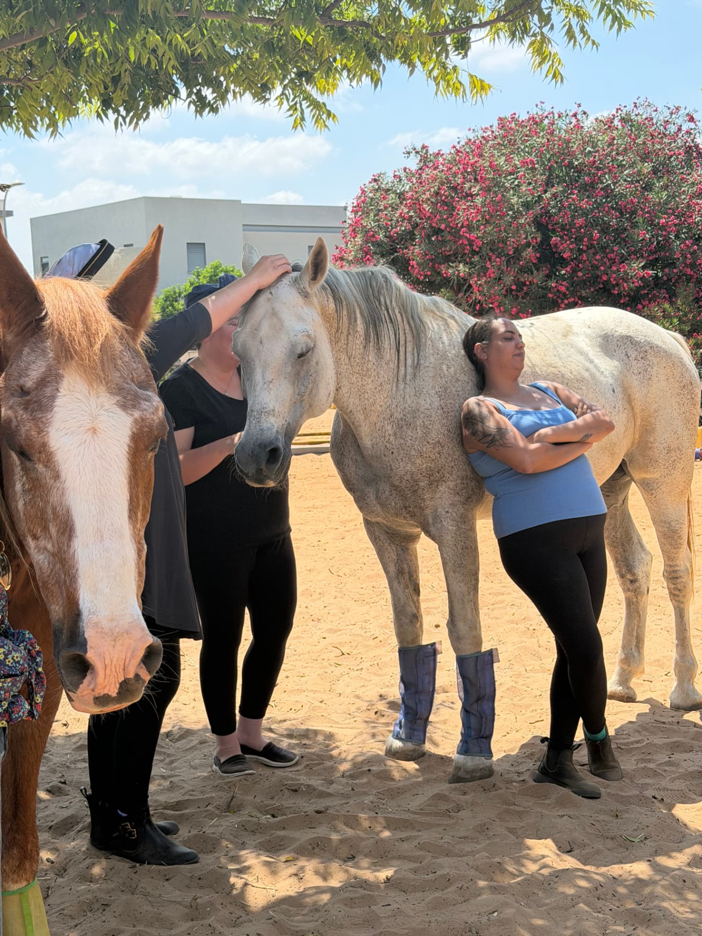 Resting beside a horse in the sand arena