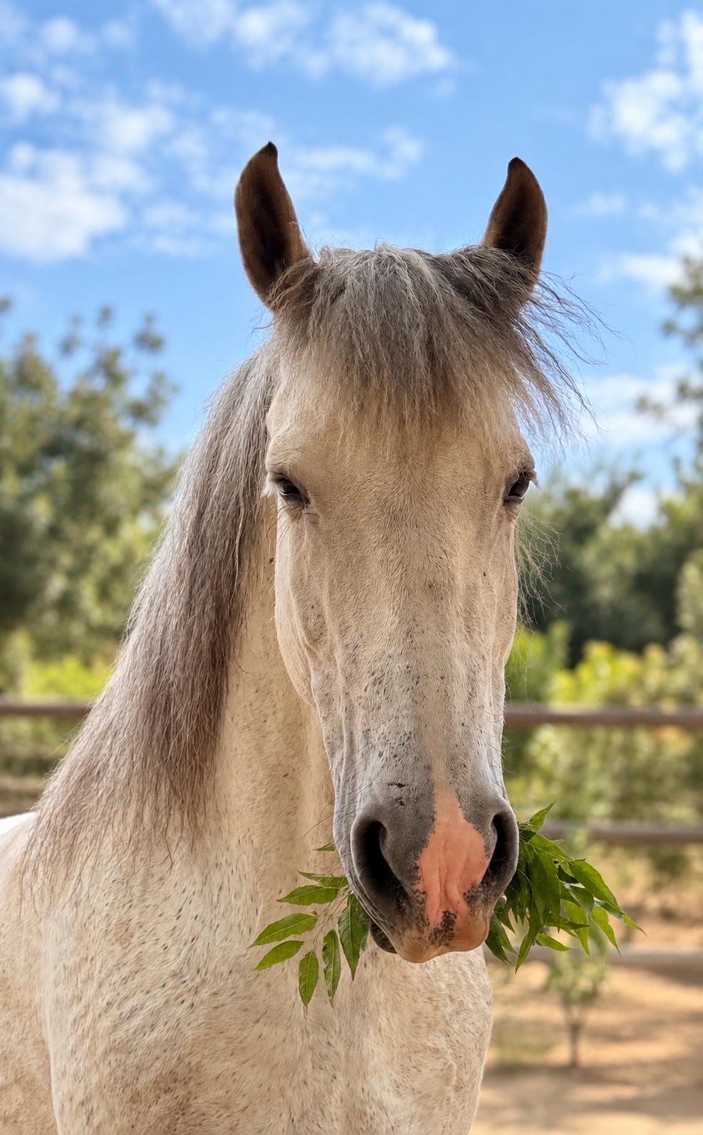 Lily, a white horse facing forward